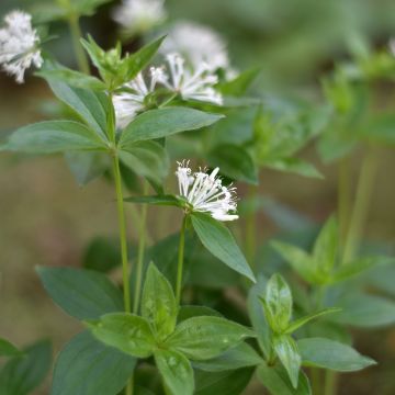 Asperula taurina - Turiner Meister