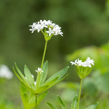 Aspérule odorante - Galium odoratum