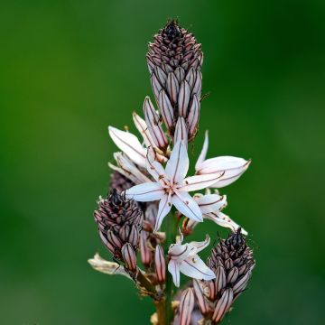 Asphodelus ramosus - Ästiger Affodill