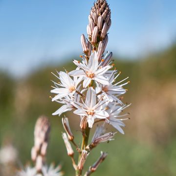 Asphodelus albus - Weißer Affodill