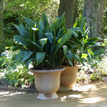 Aspidistra elatior - Schusterpalme