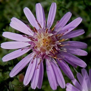 Aster lateriflorus Coombe Fishacre - Aster grand d'automne