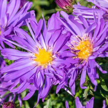 Aster Herfstweelde - Aster d'automne