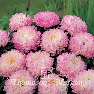 Sommeraster Pink Tower (Samen) - Callistephus chinensis