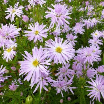 Aster novi-belgii Rosenquarz - Aster grand d'automne