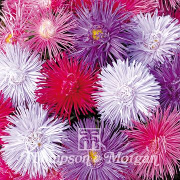 Sommeraster Starlight Mixed (Samen) - Callistephus chinensis