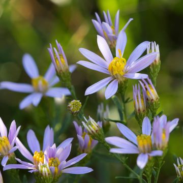 Aster sedifolius - Ödland-Aster