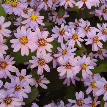 Aster ageratoides Harry Schmidt - Ageratum-ähnliche Aster