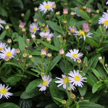 Aster ageratoides Stardust - Ageratum-ähnliche Aster