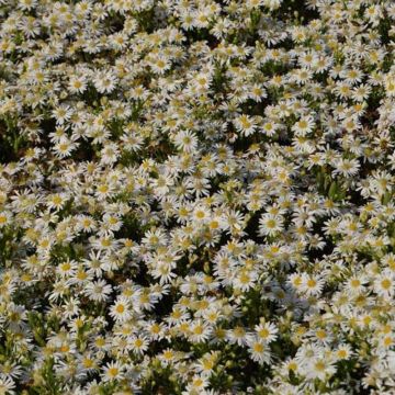 Aster ageratoides Starshine - Ageratum-ähnliche Aster