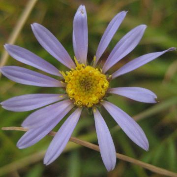 Aster alpigenus var. andersonii - Frühlings-Rasen-Aster