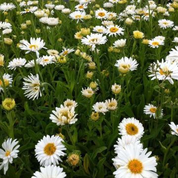 Aster alpinus Albus - Alpen-Aster