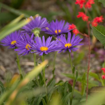 Aster alpinus Blue Beauty - Alpen-Aster