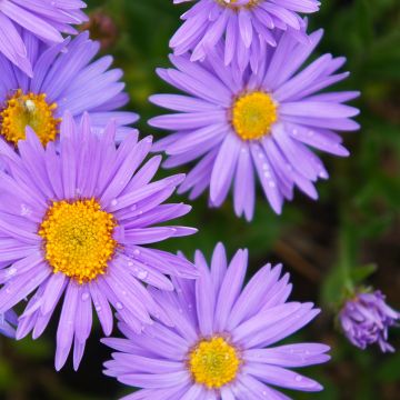 Aster alpinus Dunkle Schöne - Aster des Alpes bleu