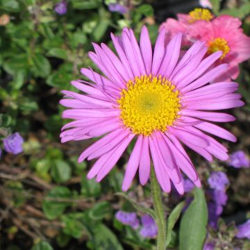 Aster alpinus Pinkie - Alpen-Aster