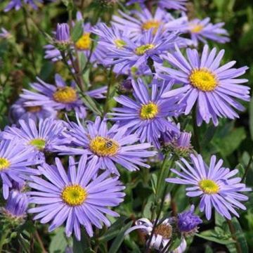 Aster amellus Dr Otto Petschek - Berg-Aster