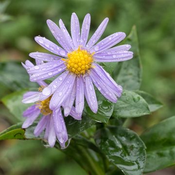 Aster amellus Peach Blossom - Berg-Aster