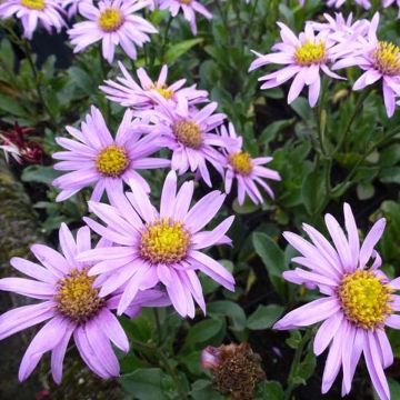 Aster amellus Rosa Erfüllung - Berg-Aster