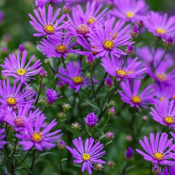 Aster amellus Rudolf Goethe - Berg-Aster