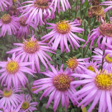 Aster amellus Sonia - Berg-Aster