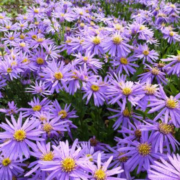 Aster amellus Sonora - Berg-Aster