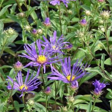 Aster amellus Veilchenkönigin Violet Queen - Aster d'automne