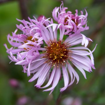 Aster carolinianus - Carolina Kletter-Aster