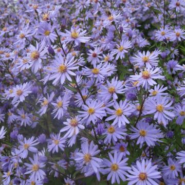 Aster cordifolius Blue Heaven - Schleieraster