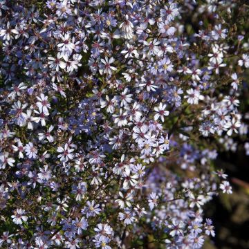 Aster cordifolius Idéal - Schleieraster