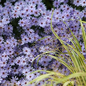 Aster cordifolius Little Carlow - Schleieraster