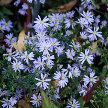 Aster cordifolius Photograph