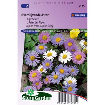 Graines d'Aster des Alpes - Aster alpinus