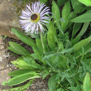 Aster diplostephioides - Flieder-Strahlenaster