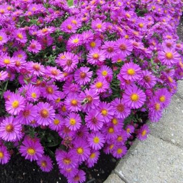 Aster dumosus Anneke - Kissen-Aster