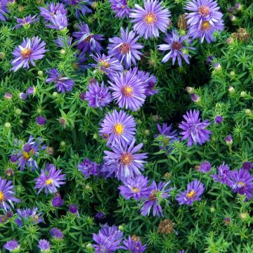 Aster dumosus Augenweide - Kissen-Aster