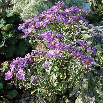 Aster dumosus Early Blue - Kissen-Aster