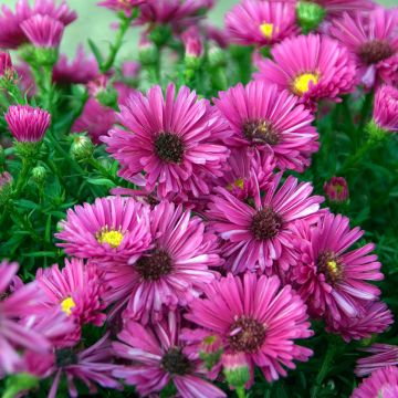 Aster dumosus Jenny - Kissen-Aster