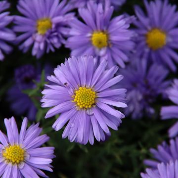 Aster dumosus Lady In Blue - Kissen-Aster