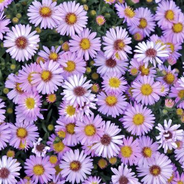 Aster dumosus Marjorie - Kissen-Aster