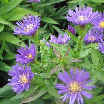 Aster dumosus Samoa - Kissen-Aster