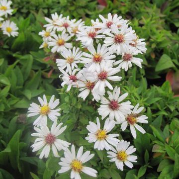 Aster dumosus Schneekissen - Kissen-Aster