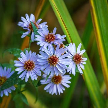 Aster dumosus Silberblaukissen - Kissen-Aster