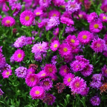 Aster dumosus Starlight - Kissen-Aster