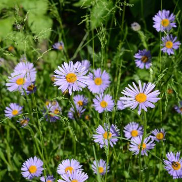 Aster novi-belgii Wood's Purple - Glattblatt-Aster