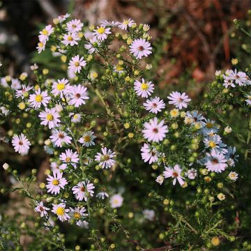 Aster ericoïdes Pink Cloud - Myrten Aster