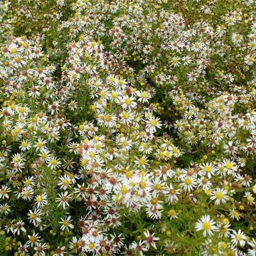 Aster ericoïdes Golden Spray - Myrten Aster