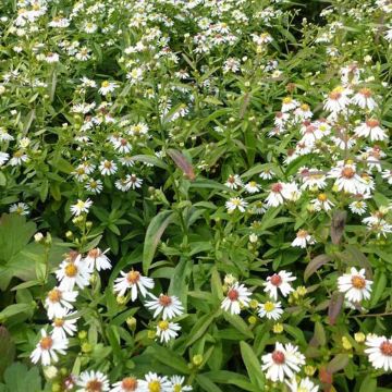 Aster ericoïdes Herbstmyrte - Myrten Aster