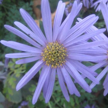 Aster frikartii Flora s Delight - Sommer-Aster