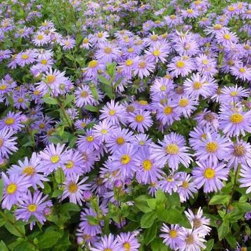 Aster frikartii Jungfrau - Sommer-Aster