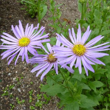 Aster frikartii Mönch - Sommer-Aster